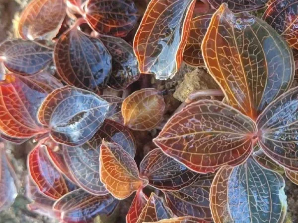 Premium Herbal Ingredient Gains Global Recognition