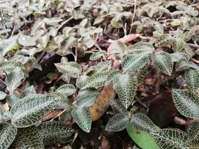 Chinese Scientists in Wuhan Unlock Anoectochilus Roxburghii After 20 Years of Research & Successfully Develop Class 1 Innovative Investigational Drug