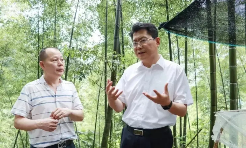 Liu Shuo, Secretary of Pingxiang Municipal Party Committee, inspects the Anoectochilus planting base