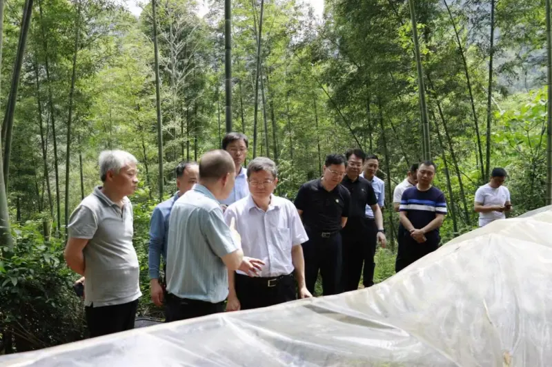 Liu Shuren, Director of the Development and Reform Department of the National Forestry and Grassland Administration, investigates the Anxin Shibawan Anoectochilus planting base