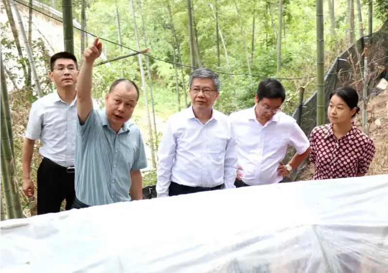 Liu Hongning, Dean of the Advanced Research Institute of Jiangxi University of Traditional Chinese Medicine and former Party Secretary of the university, leads the provincial expert group for comprehensive reform of traditional Chinese medicine in Jiangxi to conduct research at our Anoectochilus base